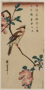 Black-Naped Oriole (Korean Warbler) on a Hall Crabapple by Utagawa Hiroshige