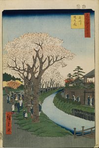 Cherry Blossoms on the Banks of the Tama River One Hundred Famous Views of Edo, 1856-1858