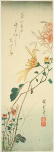 Chrysanthemums