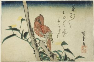 Kingfisher and Dayflower