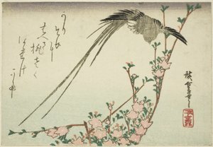 Long-tailed Bird and Peach Blossoms