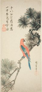Macaw on a Pine Branch by Utagawa Hiroshige