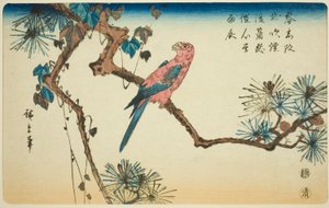 Macaw on Pine Branch by Utagawa Hiroshige