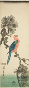 Macaw on Pine Branch by Utagawa Hiroshige
