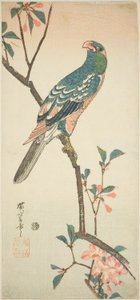 Parrot on a Blossoming Branch by Utagawa Hiroshige