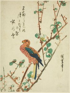 Parrot on Plum Tree