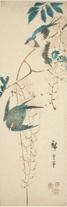 Swallows and Wisteria