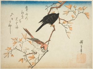 Two birds on maple branch