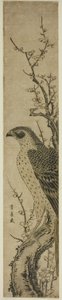 Hawk on a Cherry Tree by Utagawa Toyohiro