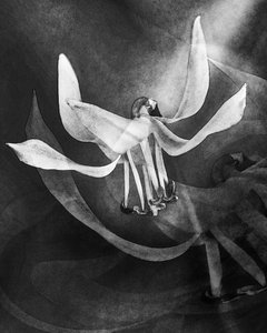 Ethereal White Bloom by Uwe Kobold