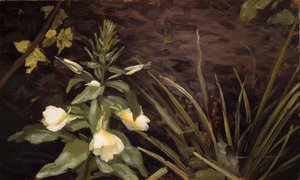 Flowering Evening Primrose