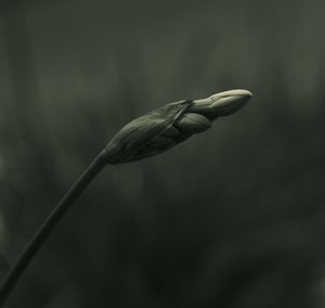 Serene Budding Bloom by Vedrana Domazet