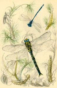 Damselflies, Dragonflies and Water Snails, c1930s, 1946 by Vere Temple