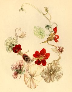 Nasturtium, c1930s-1946