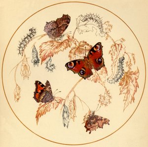 Peacock, Small Tortoiseshell and Comma Butterflies by Vere Temple