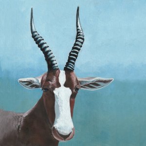Blesbok Antelope Gaze by Viccy Wanliss
