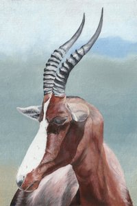 Majestic Blesbok Antelope