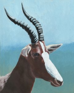Majestic Blesbok Portrait