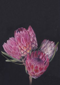 Protea Medley