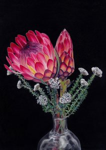 Protea and Blombos By Viccy Wanliss by Viccy Wanliss