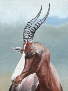 Serene Blesbok Portrait