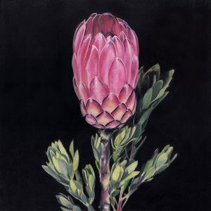 Striking Pink Protea by Viccy Wanliss