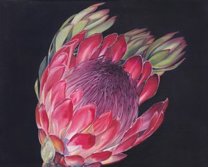 Vibrant Protea Bloom by Viccy Wanliss