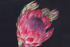 Vibrant Protea Bloom by Viccy Wanliss