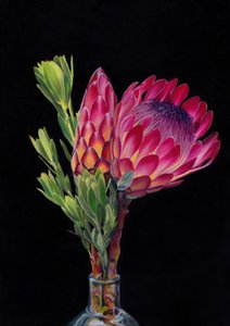 Vibrant Protea Bloom