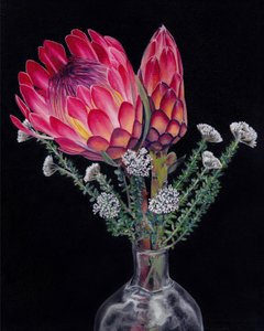 Vibrant Protea Blooms