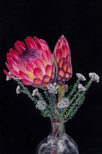 Vibrant Protea Blooms
