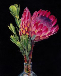 Vibrant Protea Flowers