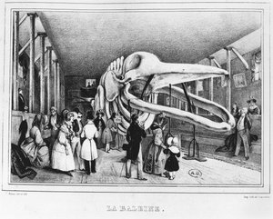 The Whale at the Museum of Natural History in Paris by Victor Adam