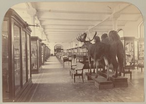 Lower Story: Mammals