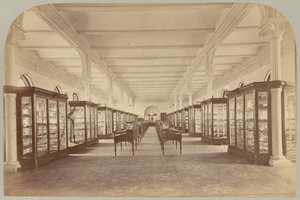 Upper Story: Fossils (Pl. V)