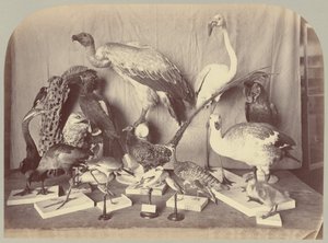 Pl. XIII. Birds by Victor Prevost, Gaston L. Feuardent and Co., New York