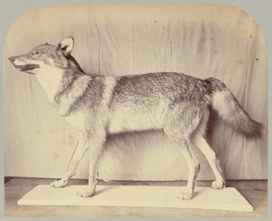 Pl. XII. European Wolf by Victor Prevost, Gaston L. Feuardent and Co., New York