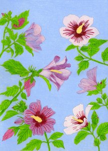 Blooming Hibiscus Flowers