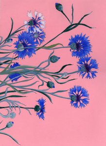 Blue Cornflowers on Pink