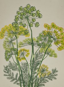Fresh Yellow Dill by Viktoriia Saunina