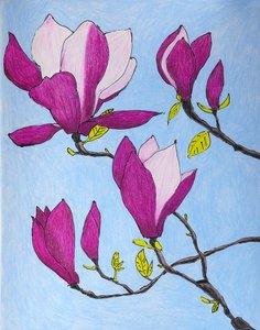 Purple Magnolia Blossoms by Viktoriia Saunina