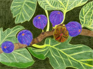 Ripe Figs On Branch