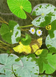 Tranquil Water Lilies by Viktoriia Saunina