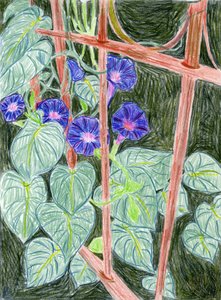 Vibrant Morning Glories