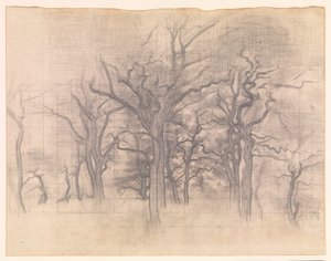 Oak Trees