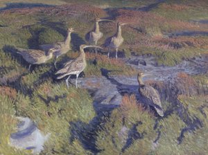 Whimbrels Ready to Take Off