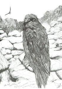 Eagles of the Highlands by Vincent Alexander Booth
