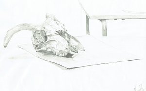 Skull by Vincent Alexander Booth