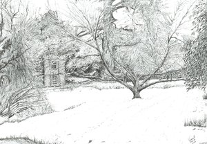 The Handkerchief Tree at Monk Coniston Gardens, 2024