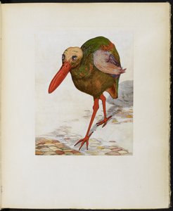 Great Skull-Headed Stone Trot, from 